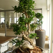 Decorating Office: Plants