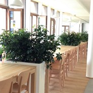 Sales of Plants for Offices