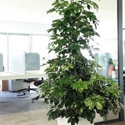 Sales of Plants for Offices