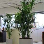 Tropische Bomen of planten kopen of huren: