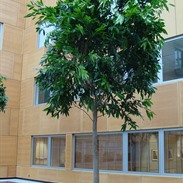 Tropische Bomen of planten kopen of huren: