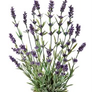 Lavendel grass
