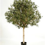 Natural olive topiary tree