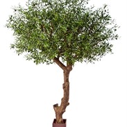 Natural olive tree