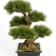 Pinus Bonzai