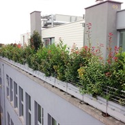 Jardins en terrasse