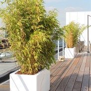 Acheter ou louer des plantes de terrasse?