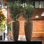 Natural plant holders