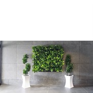 Breng uw muren tot leven met levende groene muren