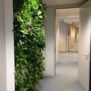 Breng uw muren tot leven met levende groene muren
