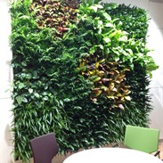 Breng uw muren tot leven met levende groene muren