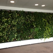 Living Green Walls 