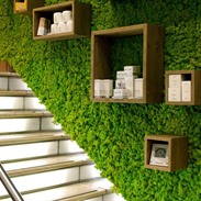 Gestabiliseerde groene muren: Moss Fashion