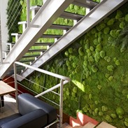 Profitez de murs végétaux Moss Fashion