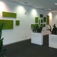 Stabilized green walls