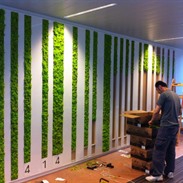 Mur végétal chez Sanoma