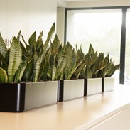 Des plantes en hydroculture au bureau ?
