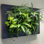 LivePicture® of levend schilderij met echte planten