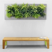 LivePicture® of levend schilderij met echte planten