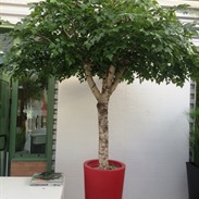 Arbres artificiels: l’alternative sans entretien
