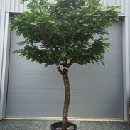 Arbres artificiels: l’alternative sans entretien