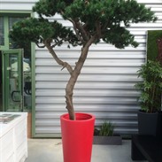 Arbres artificiels: l’alternative sans entretien