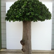 Arbres artificiels: l’alternative sans entretien