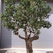 Arbres artificiels: l’alternative sans entretien