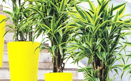 dracaena