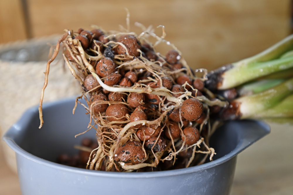 Behandeling Moreel Aanwezigheid Hydrocultuur planten voor kantoor of bureau? Verkoop en verhuur Hydrocultuur  planten