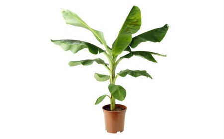 Bananenplant