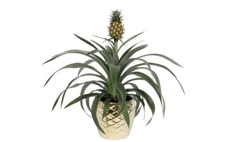 Louer une plante ananas comme plante de bureau