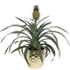 Louer une plante ananas comme plante de bureau