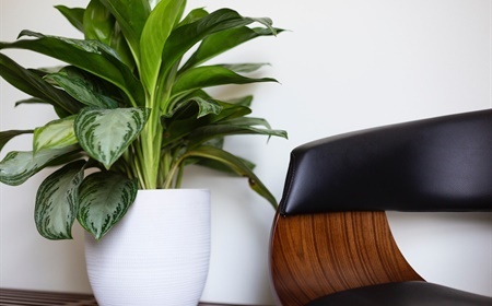 Hoe planten op een originele manier in uw kantoor integreren?