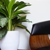 Hoe planten op een originele manier in uw kantoor integreren?
