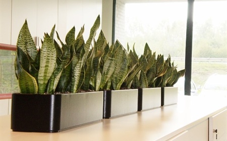 Les 10 questions les plus fréquemment posées au sujet des plantes en hydroculture au bureau
