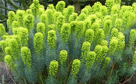 L’euphorbe (lait de loup) comme plante de bureau