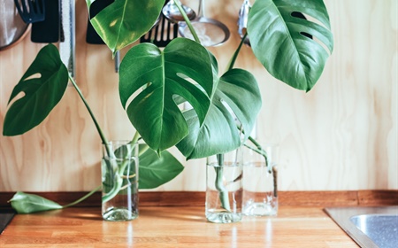 De Monstera als kantoorplant