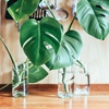 De Monstera als kantoorplant