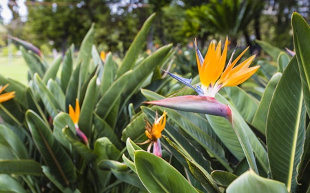 De Strelitzia als kantoorplant