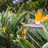 De Strelitzia als kantoorplant