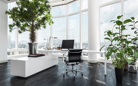 Welk type kantoorplant past het best bij uw kantoor?