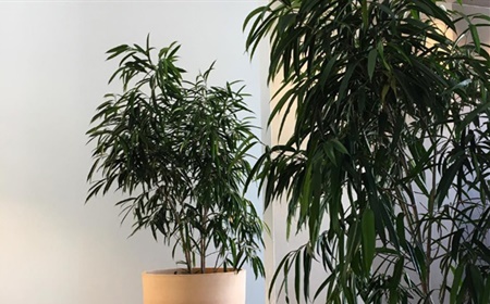 Le ficus longifolia comme plante de bureau