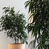 De ficus longifolia als kantoorplant