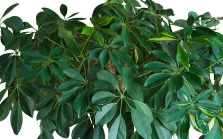 L’arbre à doigts comme plante de bureau