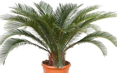 Le palmier de la paix comme plante de bureau