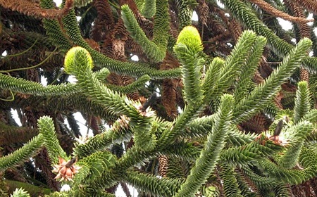 Slangenden of Apenboom als kantoorplant