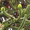 Louer ou acheter un Araucaria comme plante de bureau ?