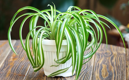 La phalangère comme plante de bureau