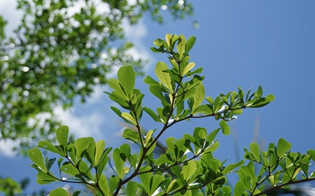 Acheter ou louer le bucida comme plante de bureau